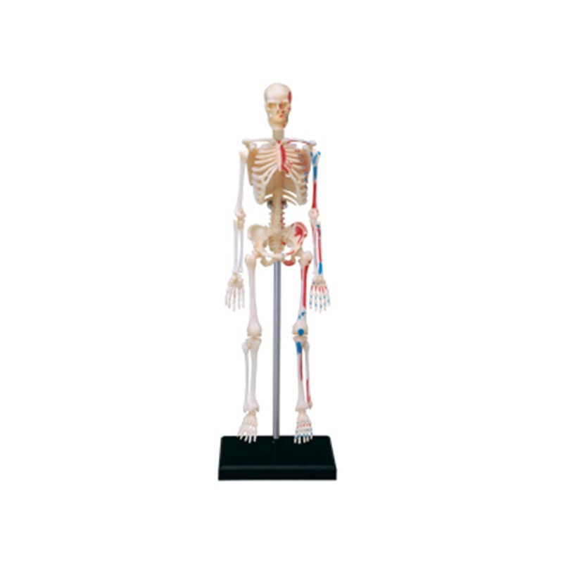 4d Human Full Skeleton Anatomy - Medical Lab Technology recension och pris