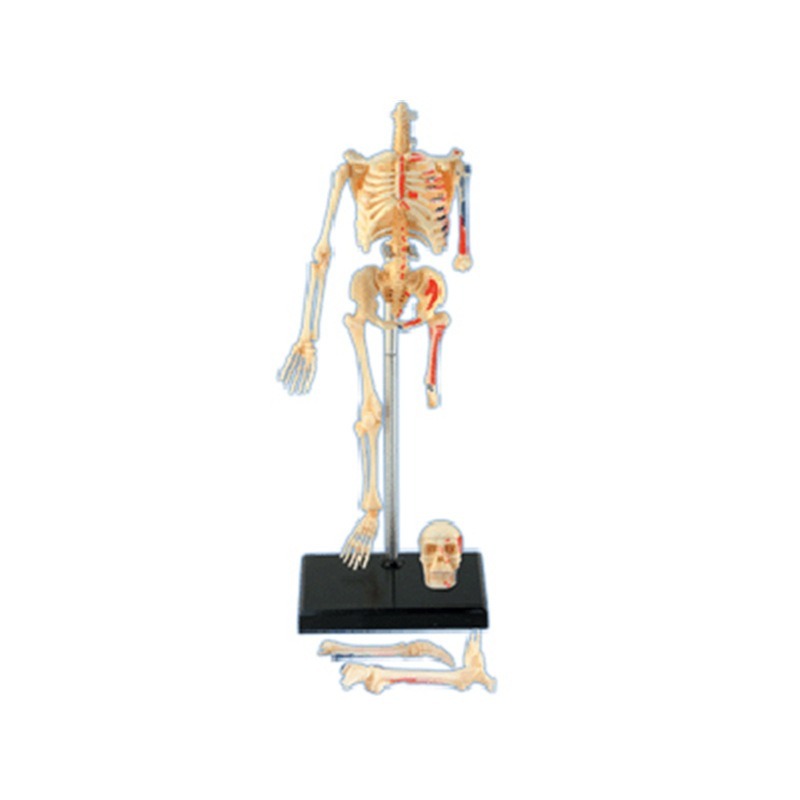 4d Human Full Skeleton Anatomy - Medical Lab Technology recension och pris